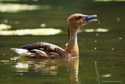 Fulvous Whistling Duck Facts, Figures, Description and Photo