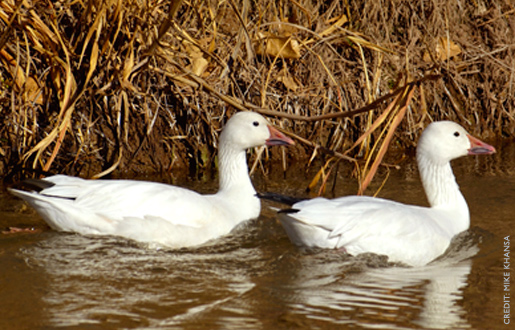 lesser goose