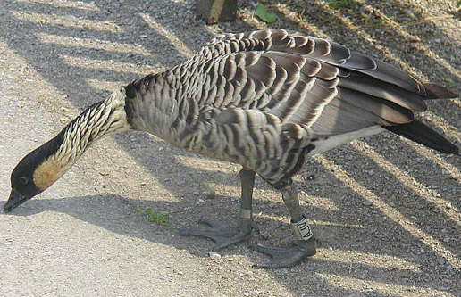 Nene Goose