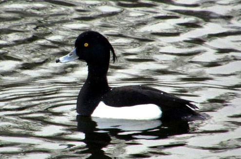 Tufted Duck Facts, Figures, Description and Photo