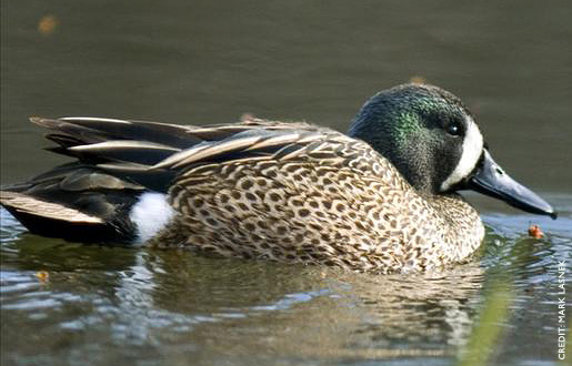 Blue-winged Teal Facts, Figures, Description And Photo