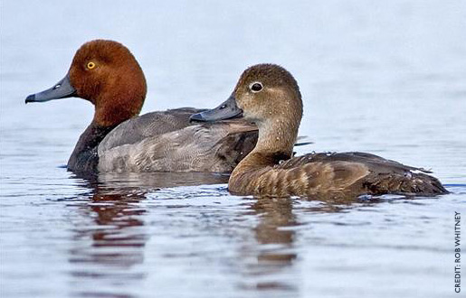 Redhead Waterfowl 81