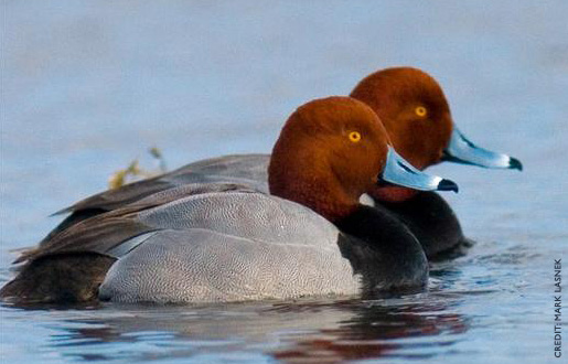 Redhead Ducks 100