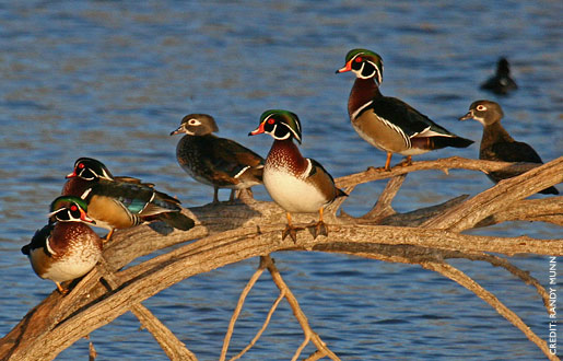 Wood Duck Facts, Figures, Description and Photo