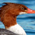 Common Merganser