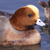 Eurasian Wigeon