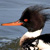 Red-breasted Merganser