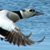 Steller's Eider