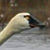 Tundra Swan