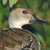 West Indian Whistling Duck