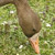 White-fronted Goose