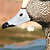 American Wigeon