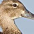 Blue-winged Teal