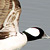 Bufflehead