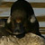 Bufflehead