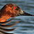 Canvasback