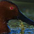 Cinnamon Teal