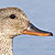 Gadwall