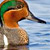 Green-winged Teal