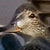 Green-winged Teal