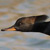 Hooded Merganser