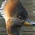 Hooded Merganser