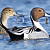 Northern Pintail