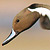 Northern Pintail