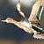 Northern Pintail