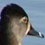Ring-necked Duck