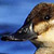 Ruddy Duck