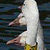 Greater Snow Goose