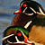 Wood Duck